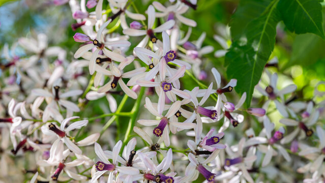 Delicate blossoms of a chinaberry tree