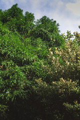 Lush Tropical Tree Canopy and Blue Sky on a Sunny Day