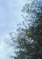 Lush Tropical Tree Canopy and Blue Sky on a Sunny Day