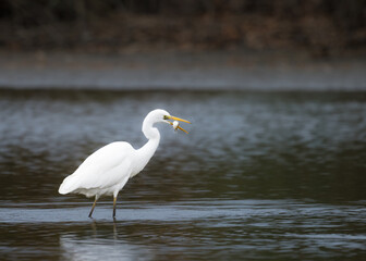 White great egret standing in water with open beak catching fish in early morning golden light