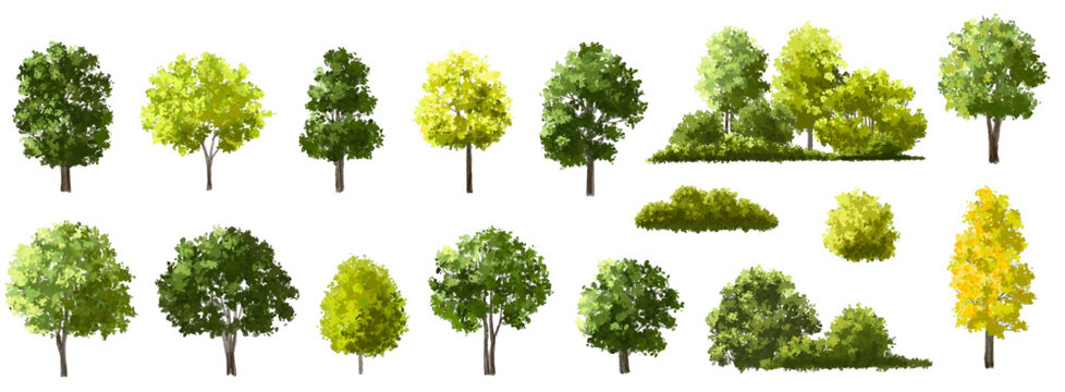 Vector watercolor illustration of a blooming flower tree or forest side view, ginkgo isolated on a white background, suitable for landscape and architecture drawing. The illustration includes elements