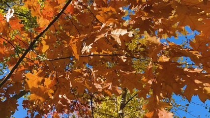 The bright orange leaves of the quercus rubra (northern red oak) tree flutter in the wind against a backdrop of autumn trees and a bright blue sky. Video footage from a low angle. - Powered by Adobe