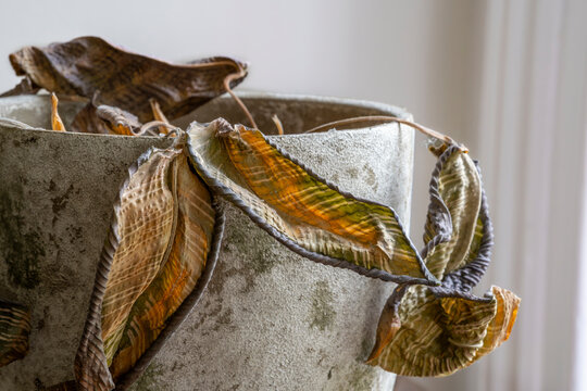 Close-up of Completely Dead Calathea Houseplant in Pot – Dried Leaves and Neglect - Powered by Adobe