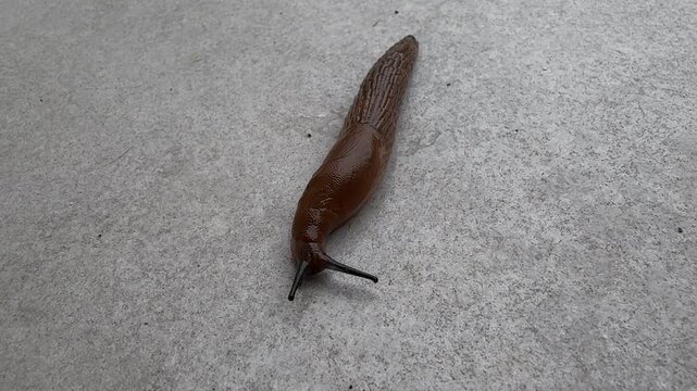 Close-up of a large brown slug crawling slowly on a grey concrete surface