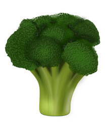 A bright green head of broccoli with dense florets and a juicy, thick stem. A symbol of natural benefits and healthy eating.