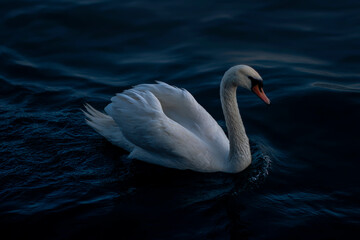 Naklejka premium Elegant white swan glides gracefully through dark rippling water at dusk
