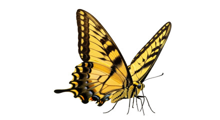 Isolated butterfly with beautiful wings in a flying position, beautiful insect on air, natural