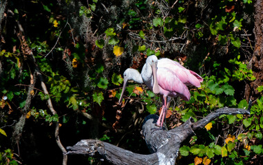roseate spoonbill in a tree