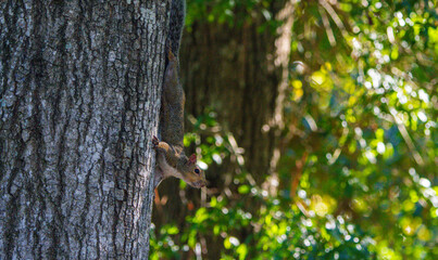 squirrel on a tree