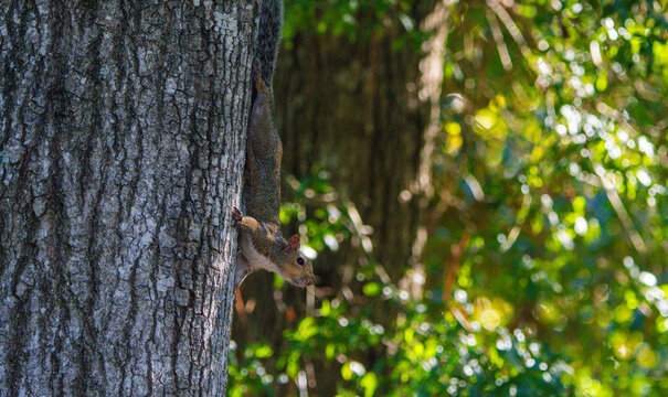 squirrel on a tree