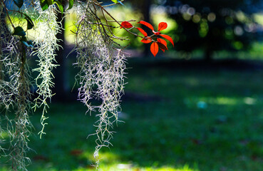 flower and moss in the wind