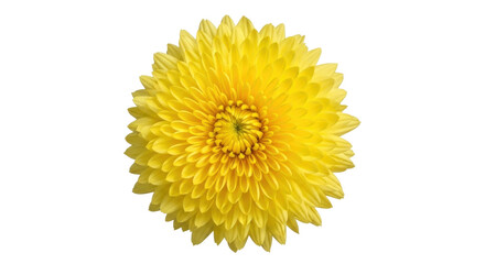 Isolated yellow Chrysanthemum flower head on solid background, botanical floral bloom design
