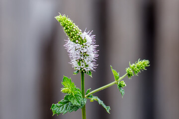 Close up of a peppermint (Mint) flower in bloom