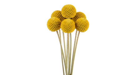 Isolated bouquet of golden yellow Billy Buttons, Craspedia, a floral decoration for crafts