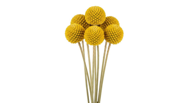 Isolated bouquet of golden yellow Billy Buttons, Craspedia, a floral decoration for crafts - Powered by Adobe