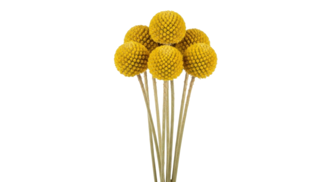 Isolated bouquet of golden yellow Billy Buttons, Craspedia, a floral decoration for crafts