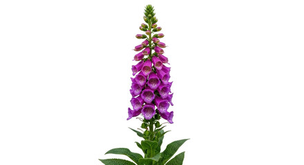 Isolated blooming purple foxglove flower plant growing upright in springtime, digitalis © Sylas