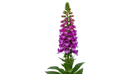 Isolated blooming purple foxglove flower plant growing upright in springtime, digitalis