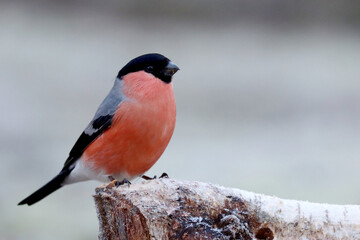 Bullfinch