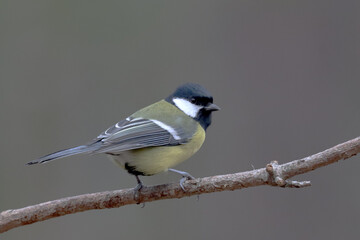 Great tit