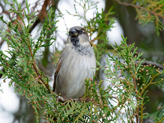 House Sparrow sitting on a thuja branch