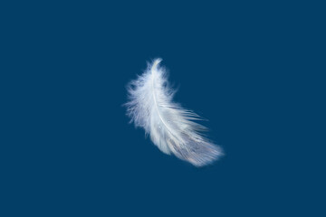 White feather with a drop of water on a blue background