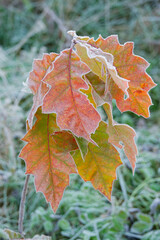 Frost-bitten leaves of a red oak.