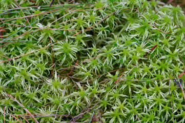 Sphagnum and cranberry.