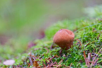 A puffball mushroom growing on green moss.