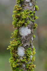 Stem of tree, covered with lichens and moss.