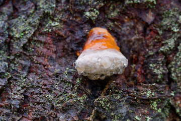 Mushroom and water drops.