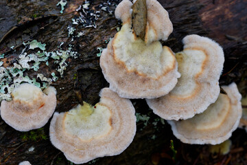 Mushroom growing on a dead stem of pine.