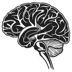 Human brain illustration, showcasing the intricate details of the organ responsible for thought, memory, emotion, and behavior