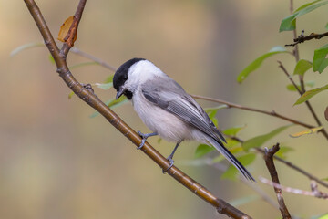 A close-up of a Marsh tit perched on a branch