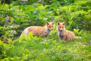 Two adult red foxes stand on green grass, Kunashir Island
