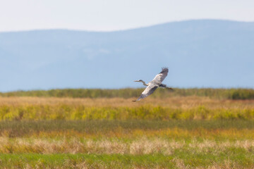 A grey heron flies over a swamp. Close-up.