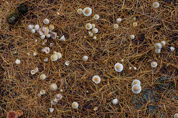 Little mushrooms and larch needles.