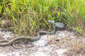 A close-up of a Japanese rat snake. Kunashir, Southern Kuril Islands.