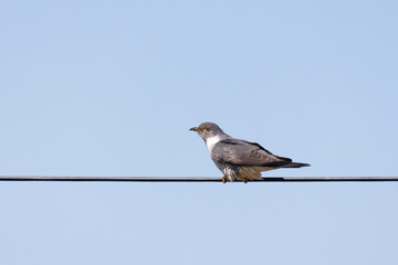 A common cuckoo sits on a wire. Close-up.