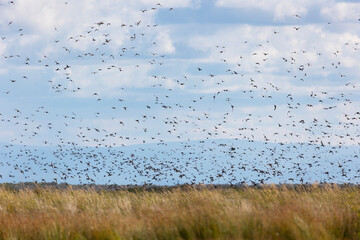 A large flock of birds flies on a lake with reeds