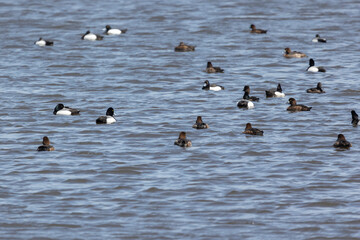 A large flock of Greater scaup on the lake water
