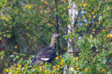 A young black grouse sits on a birch branch