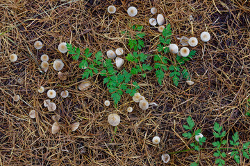 Little mushrooms and larch needles.
