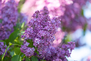Branch of lilac flowers with green leaves