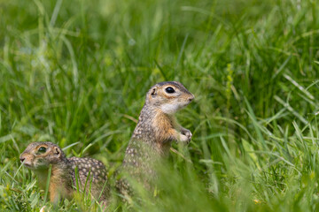 Two gophers are playing in the green grass
