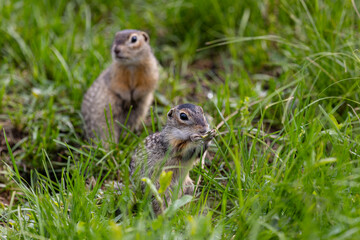 Speckled ground squirrel animal standing in the grass close up