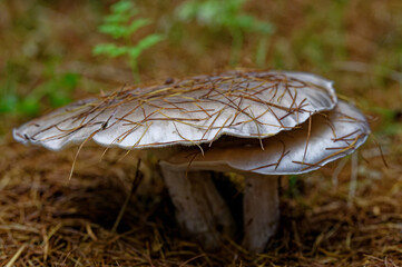 Big mushrooms and larch needles.