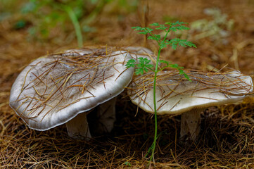 Big mushrooms and larch needles.