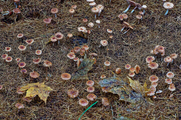 Little mushrooms and larch needles.