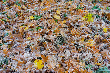 Frost-bitten mapple leaves on meadow